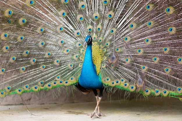 Foto pavone con belle piume primo piano del pavone