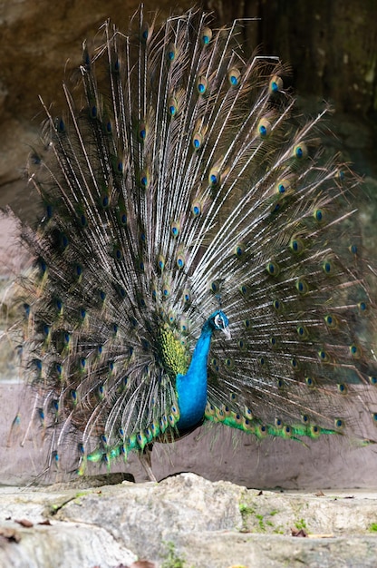Peacock with beautiful feathers closeup of peacock