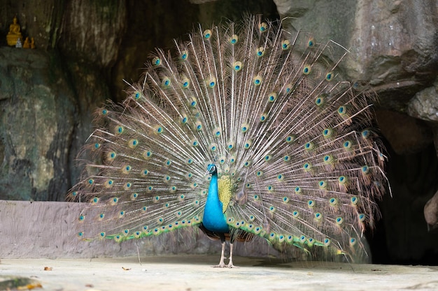 Peacock with beautiful feathers closeup of peacock