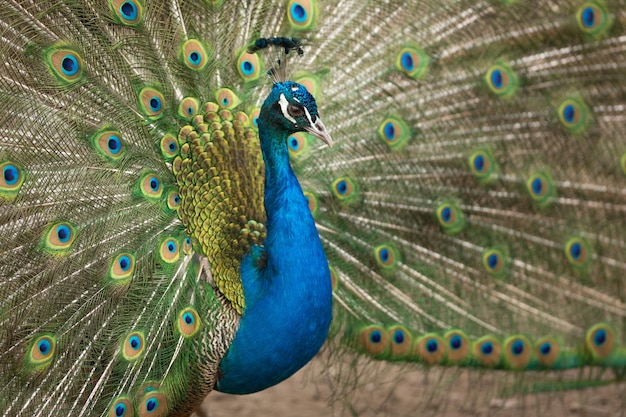 peacock with a beautiful tail