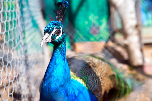 Peacock with blue feathers in the spring sun