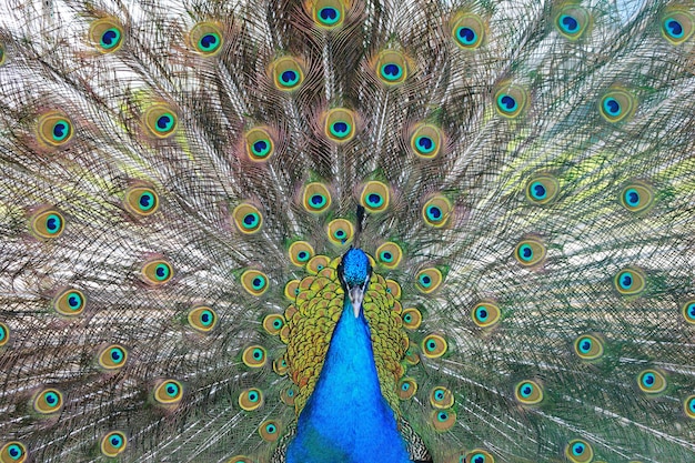 Foto un pavone con una coda blu che dice pavoni su di esso