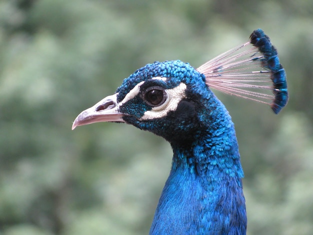 A peacock with a blue and white head.