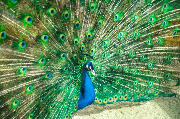 A peacock with a feather that is blue and green