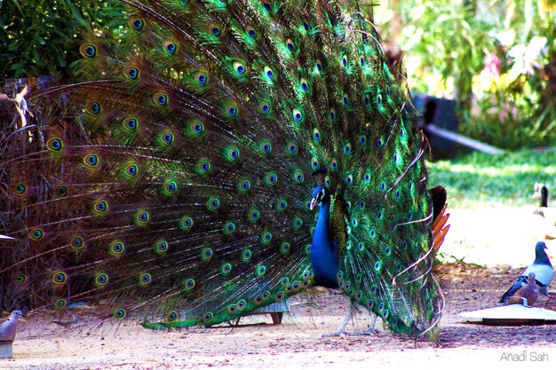 Photo peacock with feathers fanned out on field