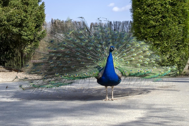 A peacock with its tail spread out in front of a tree