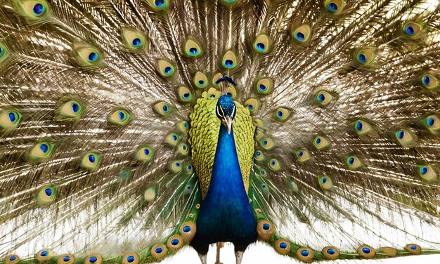 A peacock with its tail spread out white background