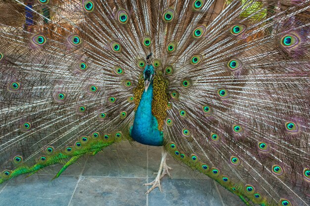 Peacock with a loose tail on the road