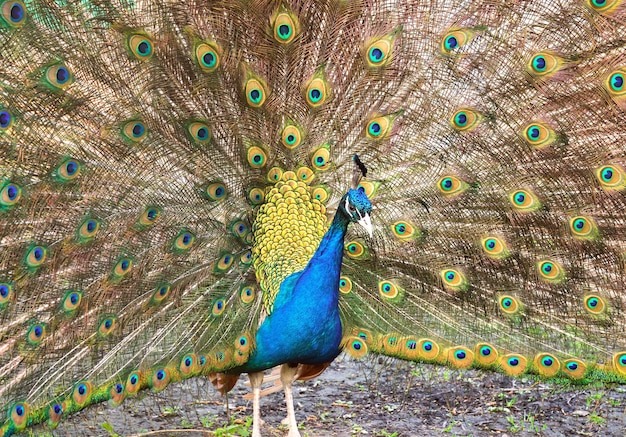 A peacock with an open tail. Oriental ornamental bird with bright blue and green half-turn feathers