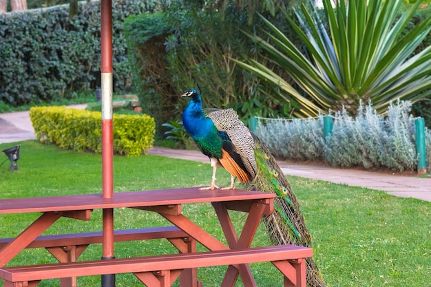 Peacock zit op de tafel Aberdare Kenya