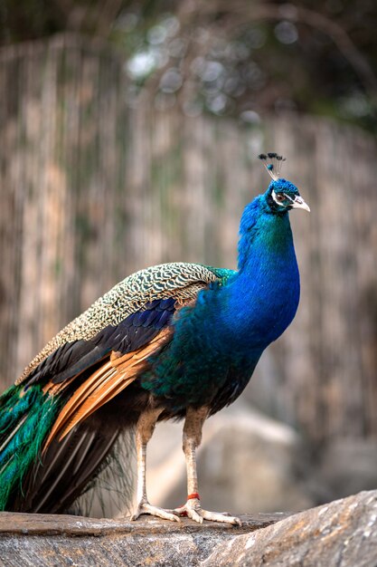 Peacock