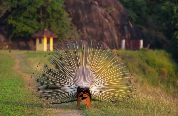 Peacock