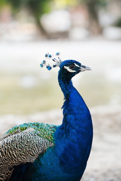 Peacock