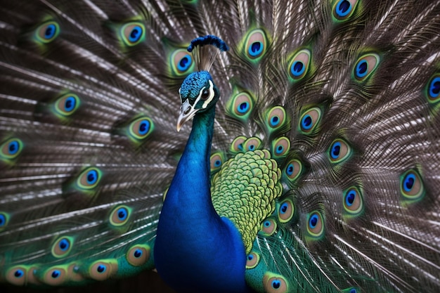 Peacock