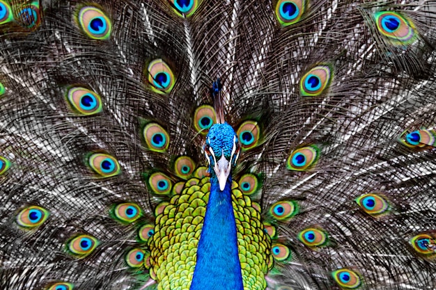 Peacock