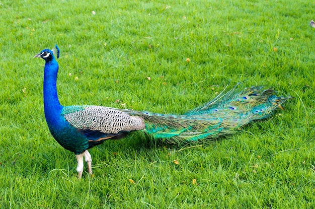 Peacock