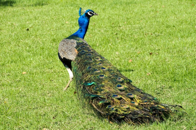 Peacock