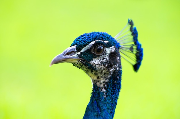 Peacock