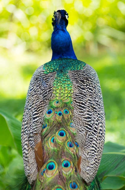 Peacock