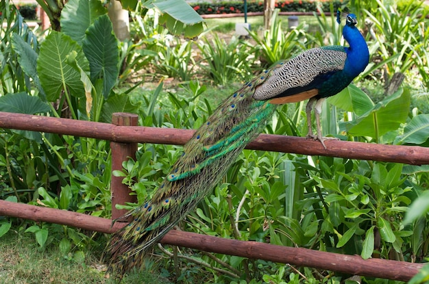 Peacock