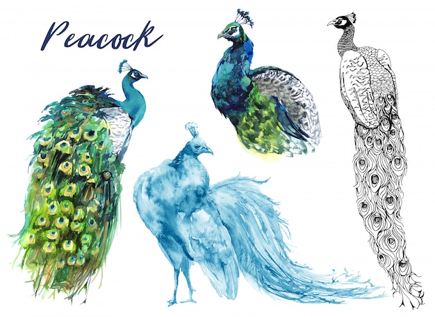 Peacocks Watercolor Graphics