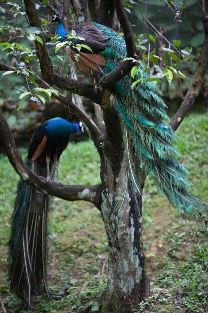 Photo peacocks in zoo