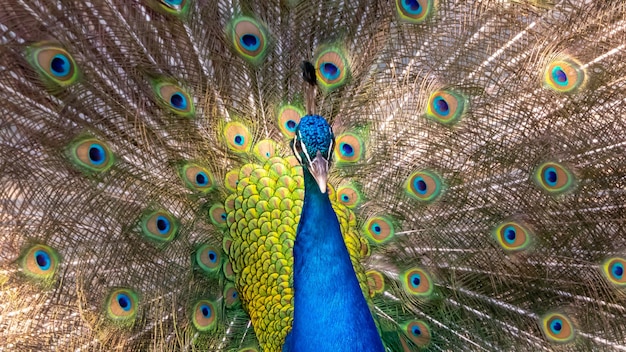 Peacok displaying its beautiful feathers