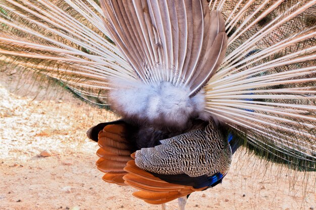 Foto peacock aka peacock vista posteriore