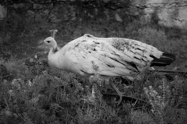 Peahen on field