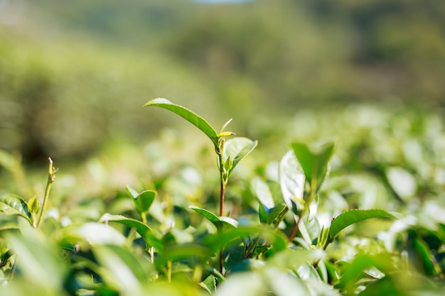 Photo peak green tea.