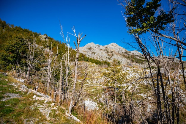 Пик горы национальный парк ловчен природа черногории