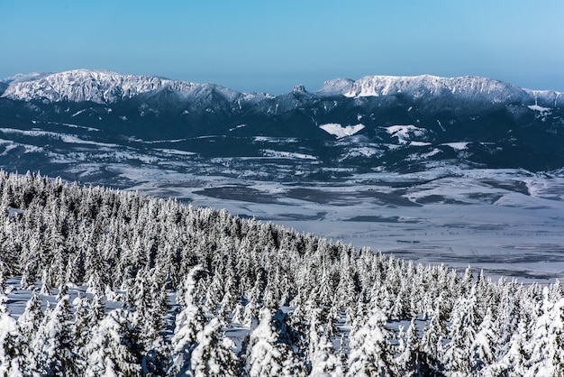 写真 雪に覆われた木々と山のピーク。