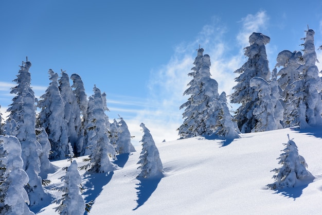 写真 雪に覆われた木々と山のピーク。