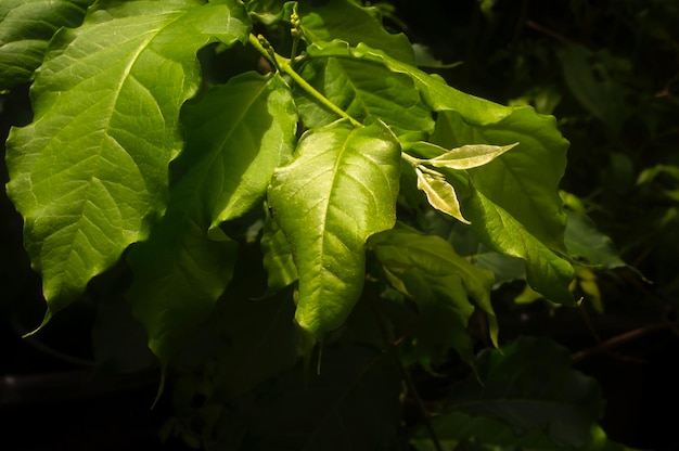 Peanut butter Bunchosia armeniaca green leaves