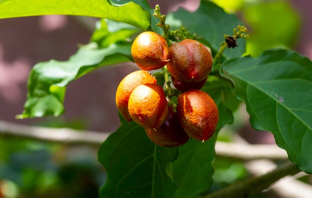 Peanut butter Bunchosia armeniaca ready to harvest