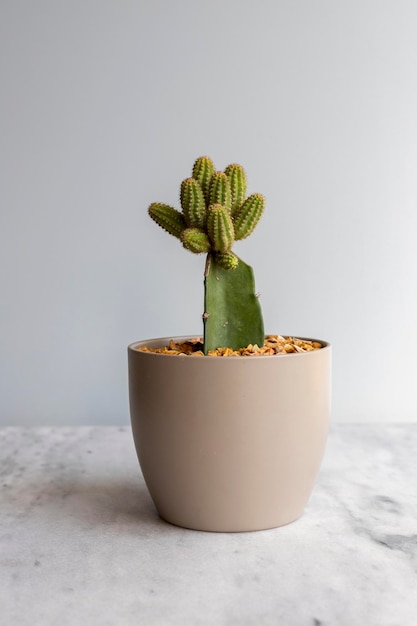 Peanut cactus grafted on a rootstock in a ceramic pot