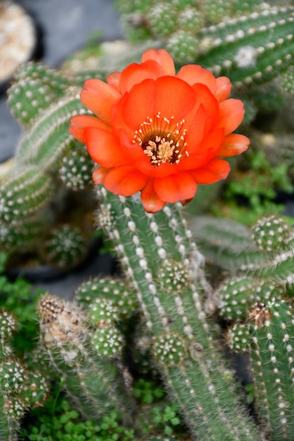 Peanut cactus pot plant with orange flower.