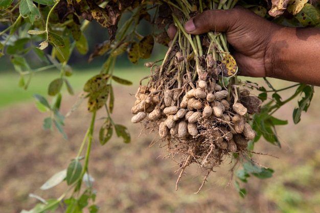 Peanut on farmer's hand in the field Agriculture harvest concept