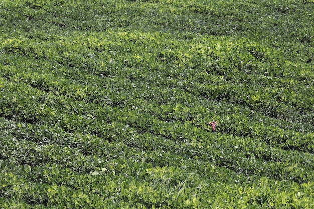 Peanut farming field in harvest time