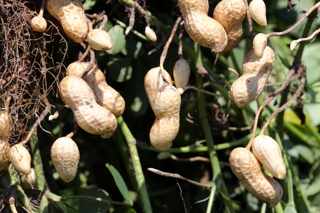 Peanut farming field in harvest time