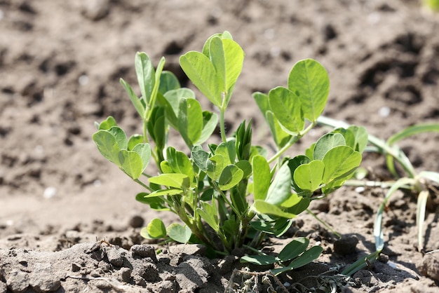 Peanut farming field in harvest time