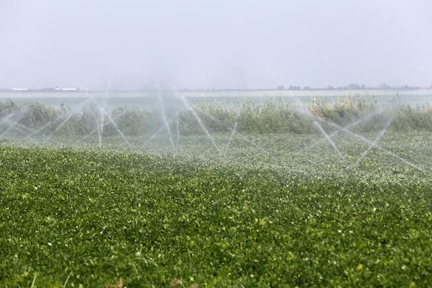 Peanut farming field in harvest time