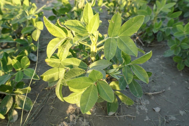 Photo peanut field hires stock on the ground in the vegetable garden