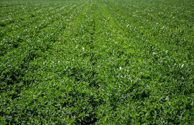 Peanut field plantation nature