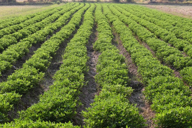 Peanut growing vegetable plot in organic farm