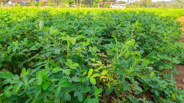 peanut plant or Arachis hypogaea