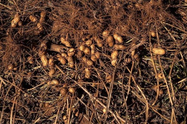 Peanut roots taken from the ground and dried in the sun