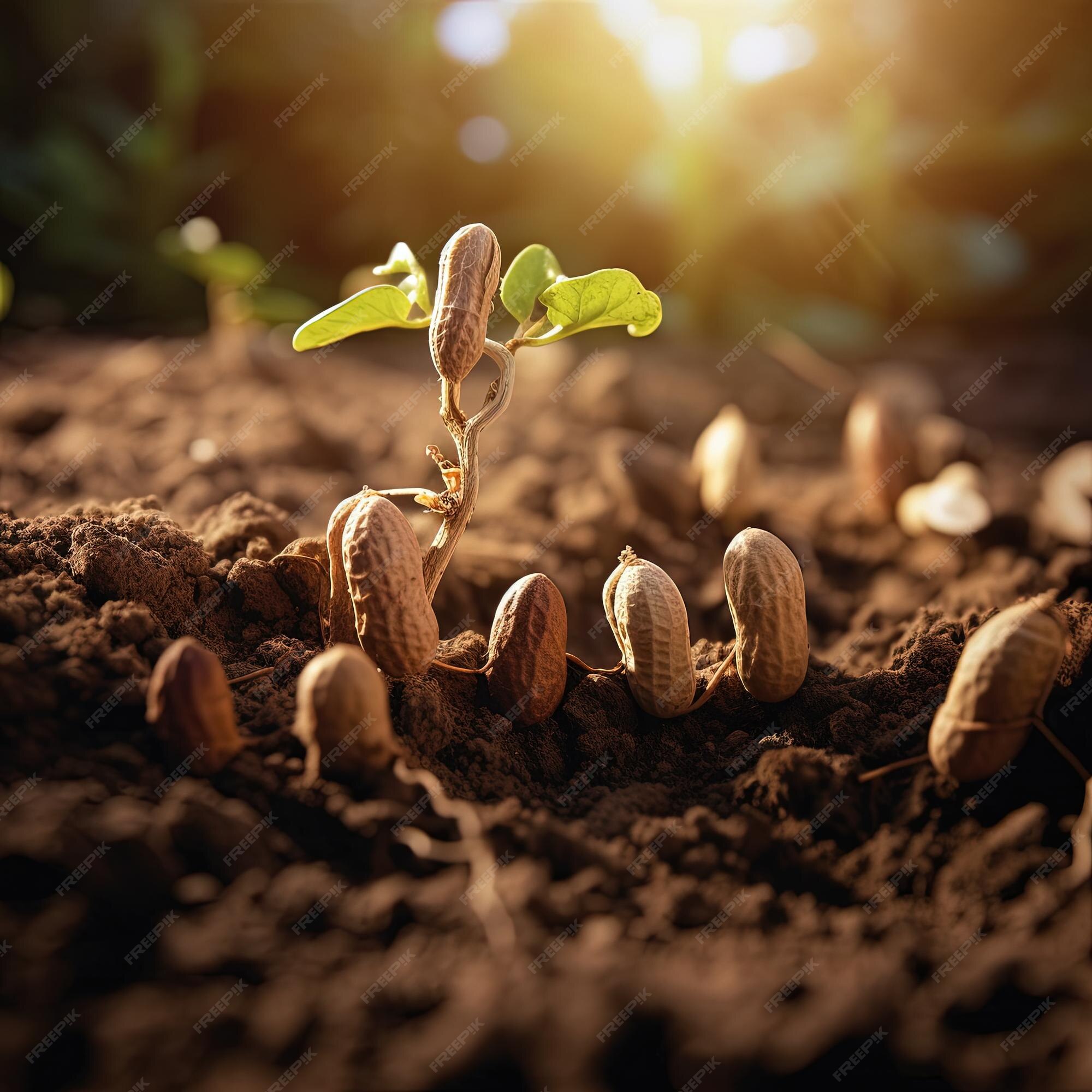 Premium AI Image Peanut Seedlings Peanuts On Peanut Seedlings Land premium-ai-image-peanut-seedlings-peanuts-on-peanut-seedlings-land