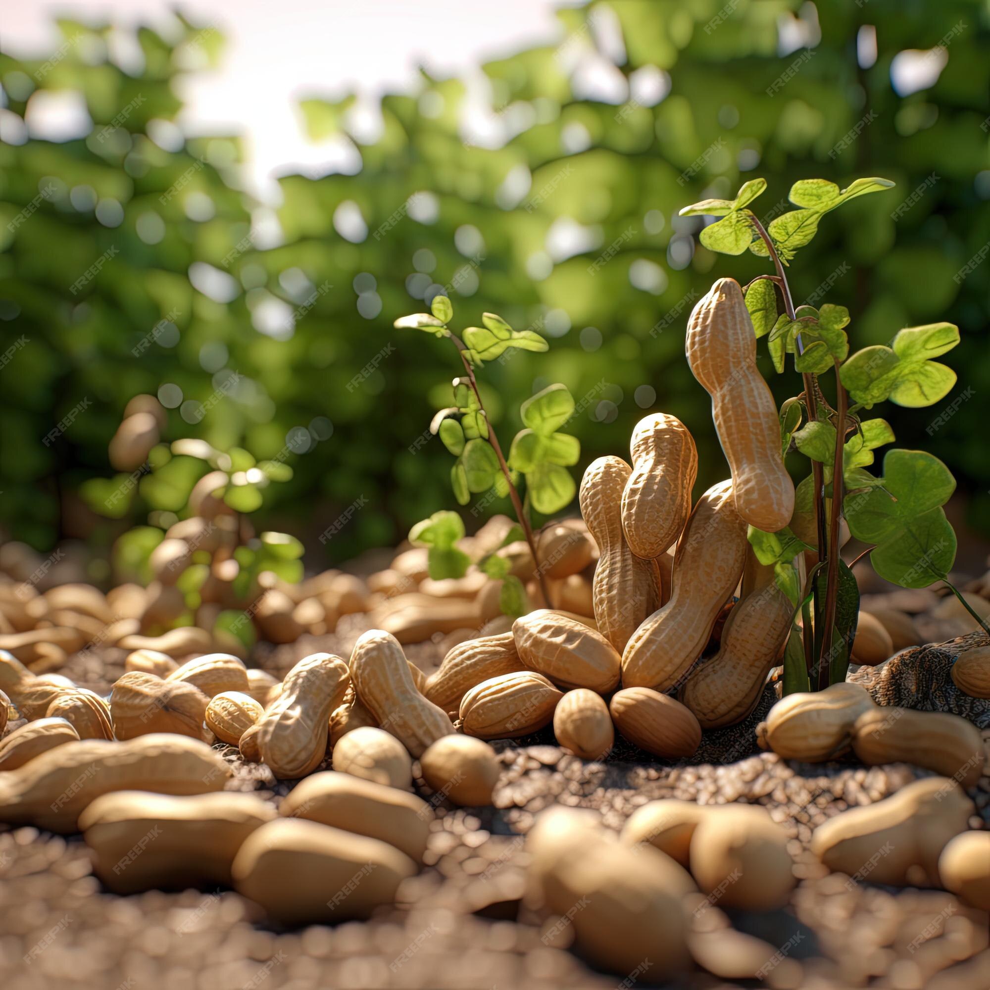 Premium AI Image Peanut Seedlings Peanuts On Peanut Seedlings Land premium-ai-image-peanut-seedlings-peanuts-on-peanut-seedlings-land