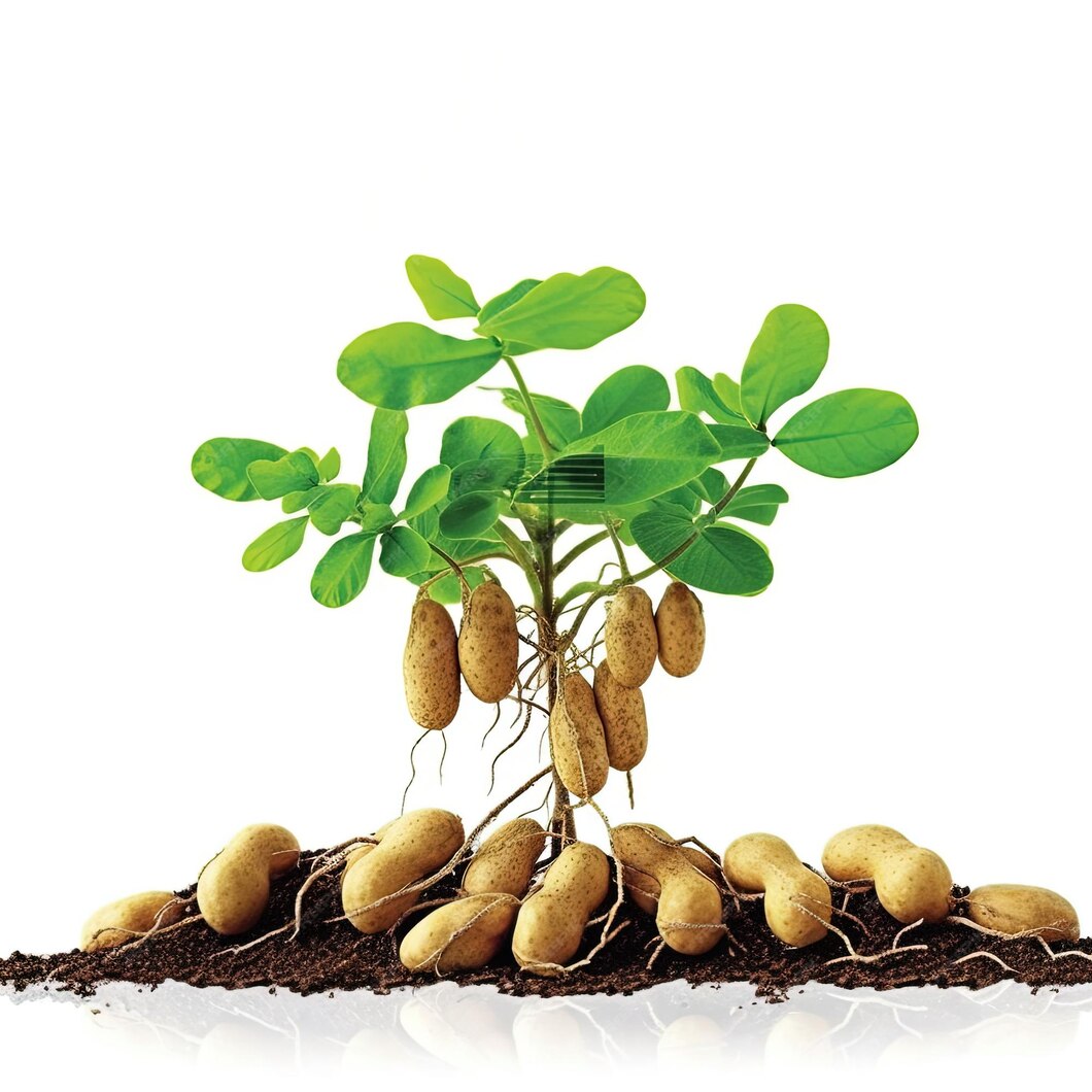 premium-ai-image-peanut-seedlings-peanuts-on-peanut-seedlings-land